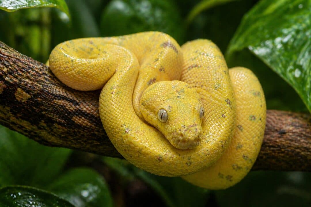Biak Captive-bred Green Tree Pythons