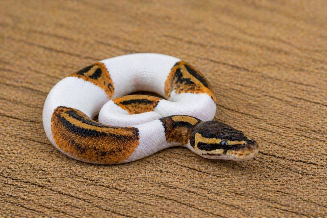 Ball Pythons
