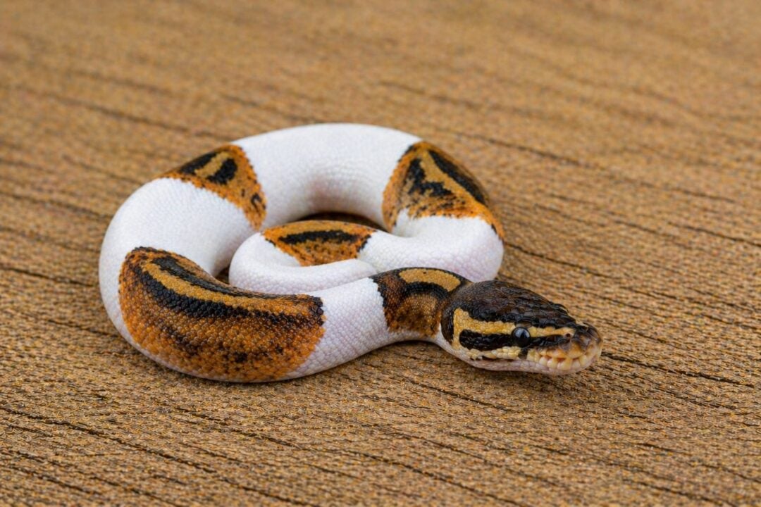 Ball Pythons
