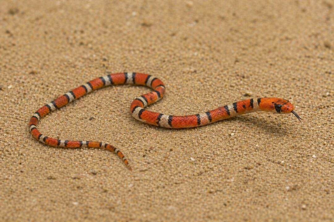All Snakes