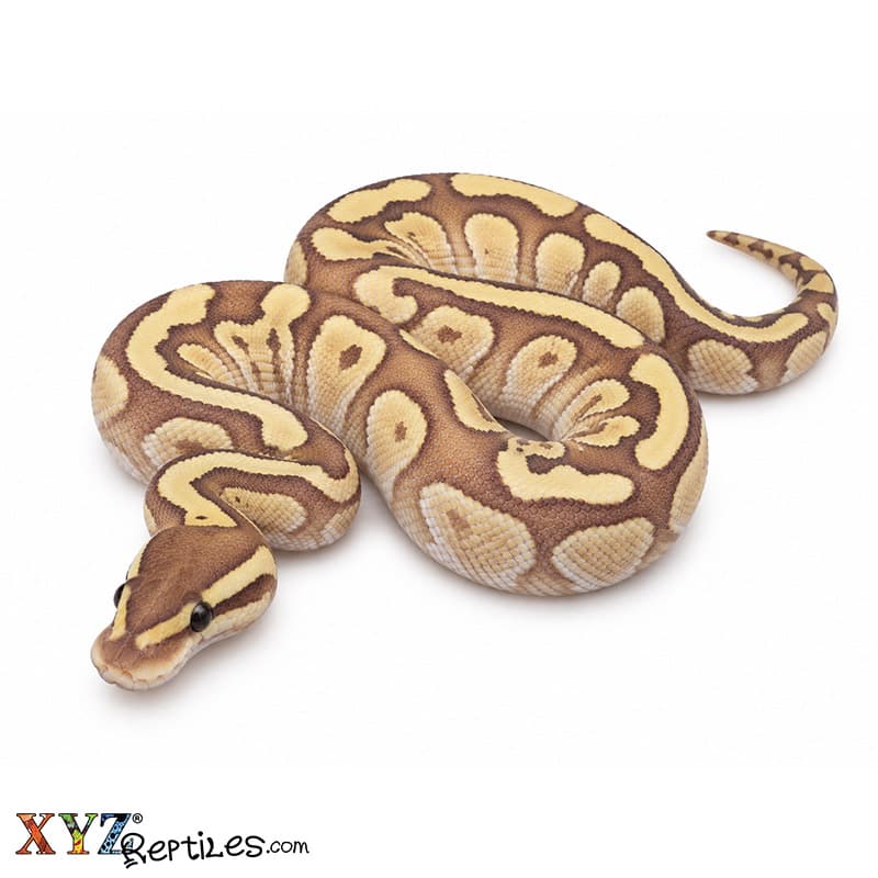 Baby Nuclear Ball Python