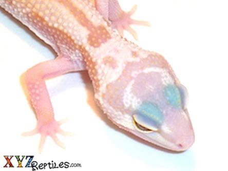 Baby Patternless Leopard Gecko 2